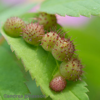 Insect galls on rose leaf