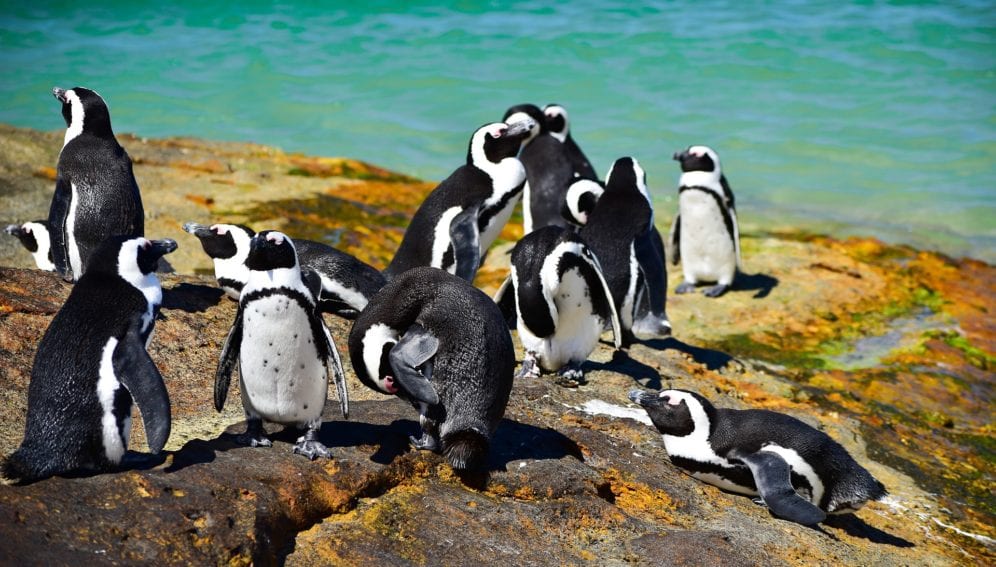 Penguin Behavior