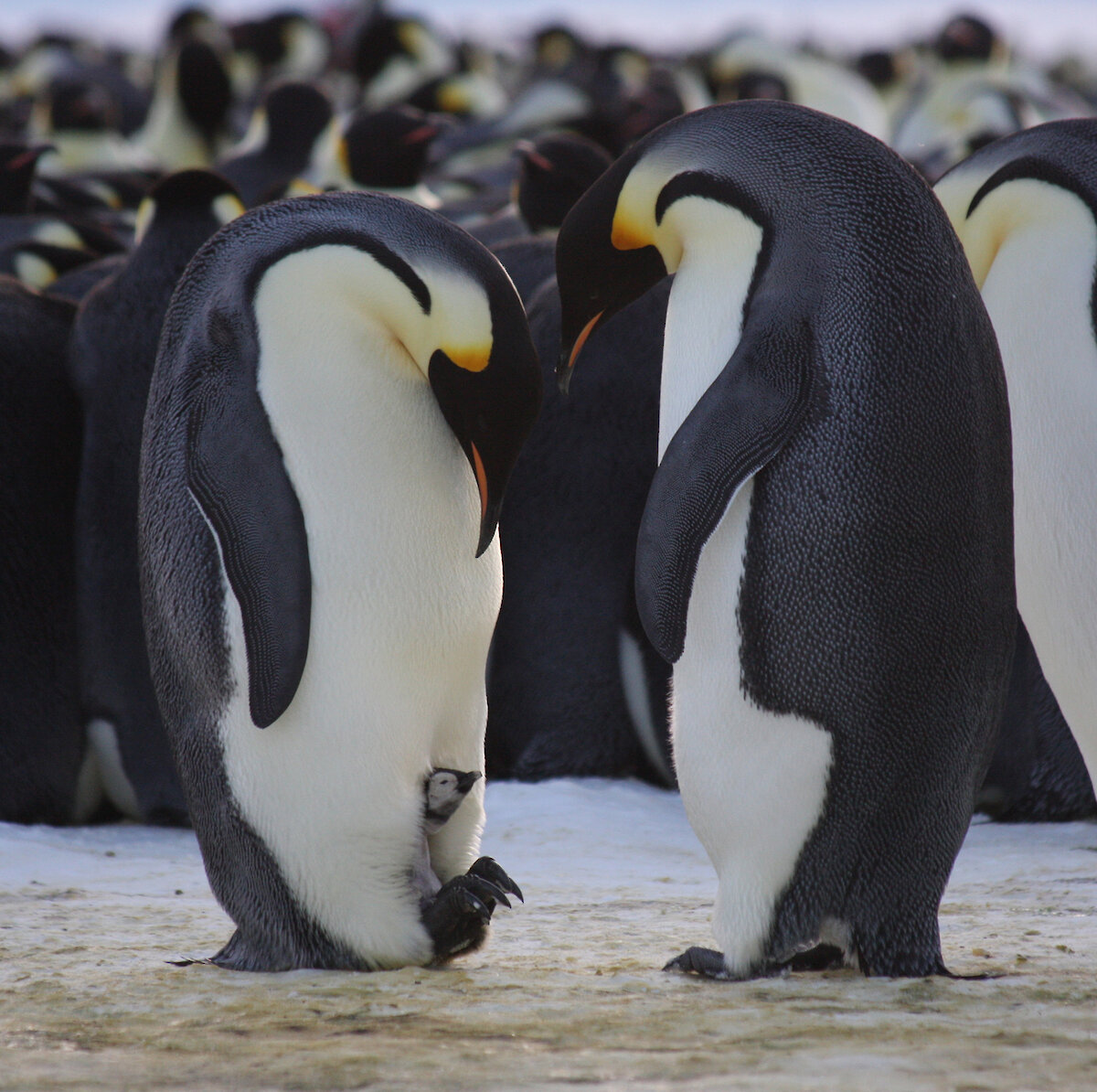 Penguin Breeding