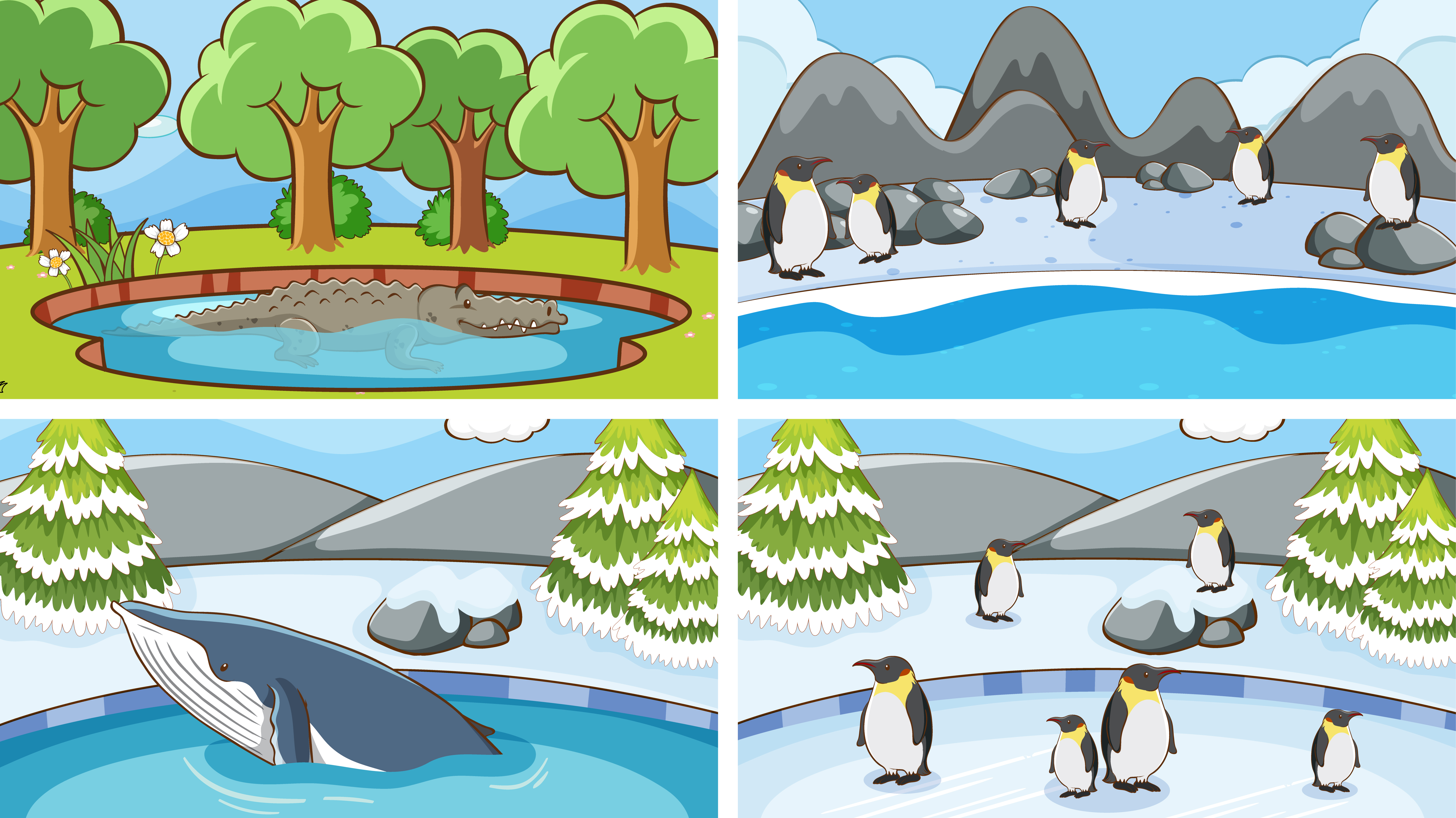 Penguin Habitat and Distribution