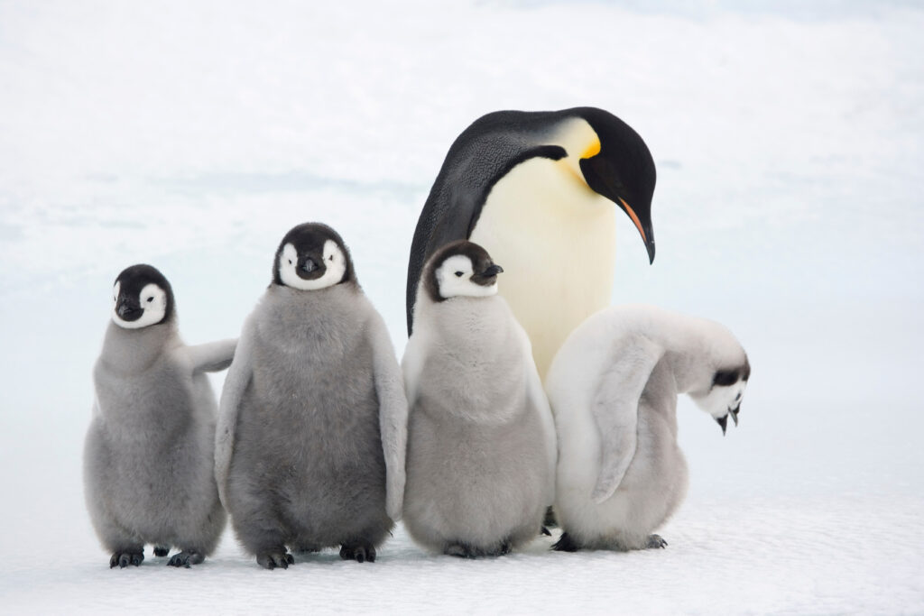 Penguin Introduction